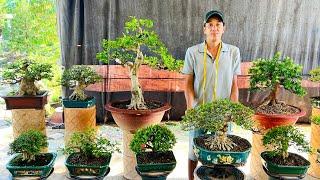 Cây cảnh bonsai 24/11 nhà vườn Quan Lê chào bán lô Bonsai Mini và Tầm Trung  #0976129153