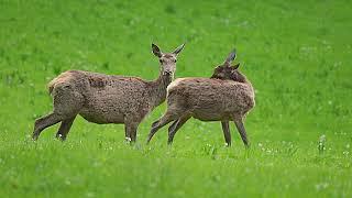 Wildlife life in nature. Female deer with cub.