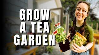 Planting a Container Herbal Tea Garden | Growing Herbal Tea Plants