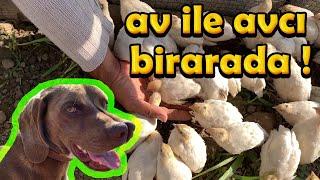 AV KÖPEĞİ İLE JUMBO BILDIRCIN BESLEDİK. (TARSUS ÇATALBURUN)