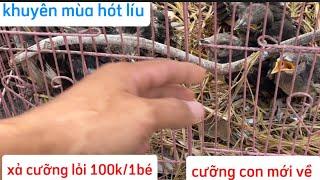 cưỡng con giá mềm khuyên líu ️ xả chim lỗi️️