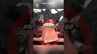 가축들이 중독되는 고체