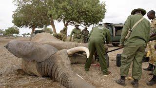 Elephant With Cable Snare Gets Urgent Treatment | Sheldrick Trust