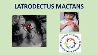 Latrodectus Mactans by INTEGRATED HOMOEOPATHY