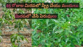 46 రోజుల మిరప సాగు విధానం / Chilli cultivation in Telugu / Chilli farming in Telugu