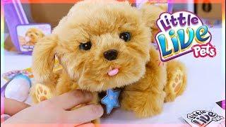 Little Live Pets Snuggles My Dream Puppy Playset