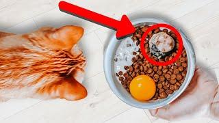 How To Improve Your Cat's Kibble With Fresh Whole Food