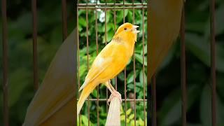 bird sounds | canary singing #birds #bird #animals