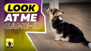 How to Teach a dog "Look at me" command | Part 1| EveryDoggy