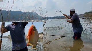 incredible Red bellied fish catching|Piranha fish and Grass carp Fishing| rupchand fish fishing "