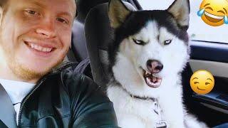 I'm 101% SURE that you will LAUGH EXTREMELY HARD- Funny Dog 2025 #36