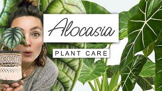 Alocasia Plant Care Guide  Care TIPS For Elephant Ear