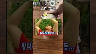 코코넛 오우터