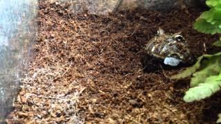 Graboule (My Chacoan Horned Frog / Ma Ceratophrys cranwelli) eating a locust with calcium