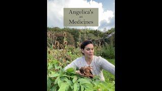 The Four Angelica's as Medicines which we work with at Ivywood Herb Nursery & Apothecary