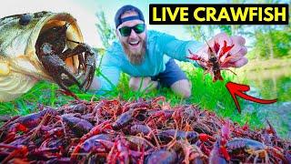 Backyard Pond CRAWFISH FEEDING FRENZY (Bass LOVE 'em)