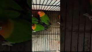 Looks too much beautiful #budgiessound  #cutebirds #asmr  #asmrrealsound #tiktok