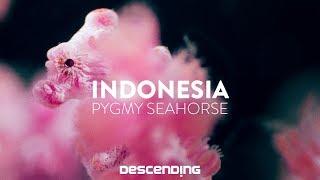 DESCENDING 4K | S1 E13 | The Pygmy Seahorse