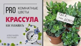 Денежный талисман Крассула | Простой в уходе суккулент