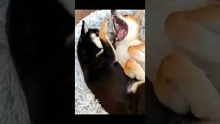 Funny Pet Videos  The V Channel #thevcontent #thevchannel #pet