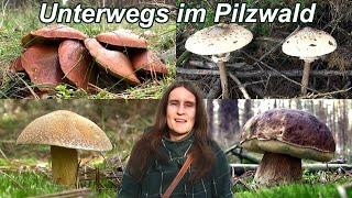 Unterwegs im Pilzwald: Tolle Funde!