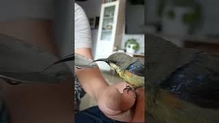 Rescue sunbird #shorts #indianwildlife #purplerumpedsunbird