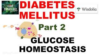 DIABETES MELLITUS | Part 2| Insulin synthesis, action, pathways |  Glucose homeostasis