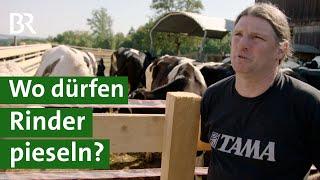 Artgerechte Tierhaltung ausgebremst - Bürokratie vs. Weidehaltung | Unser Land | BR