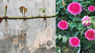 Try to propagate roses by simple cuttings│Rose