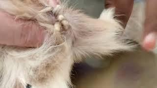 maggot botfly mangoworms removal from dog | lot of mangoworms in dog