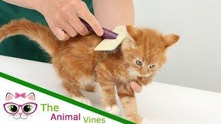 How To Take Care Of Cats | Proper Pet Hygiene