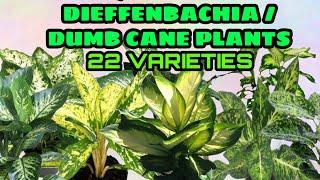 22 VARIETIES DIEFFENBACHIA / DUMB CANE  PLANTS