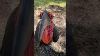 А спорим вы не знаете как называется эта птица  #travorium