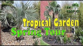 Spring Tropical Garden Tour Featuring Our Cold Hardy Palms!