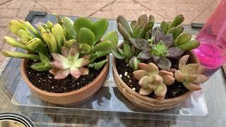 Succulent unboxing and clean up