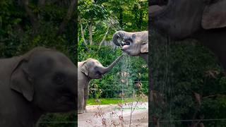 Mother & baby elephants #canada#youtubeshorts#elephant#africanlionsafari#bavamardalincanada