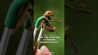 Asian Giant Hornet | The Murder Hornet