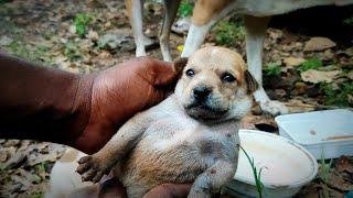 street dog puppies / Rockfort puppies