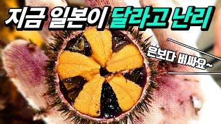 세계 최초로 양식에 성공! 일본으로 역수출하는 최고급 성게는 어떤 맛일까?