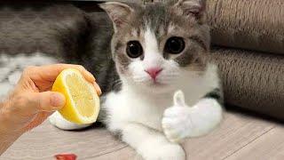 Funny Animals 2022  - Cute Dogs and Cats Doing Funny Things #7