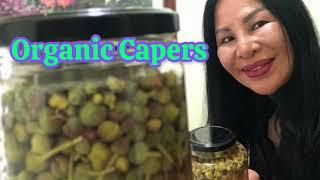 Preserving Organic Capers: Simple easy methods to store and enjoy organic capers