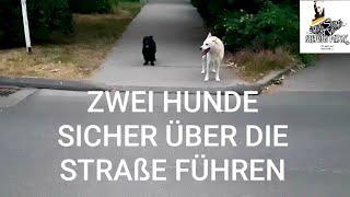 HUNDETIPPS - Hunde sicher über die Strasse führen