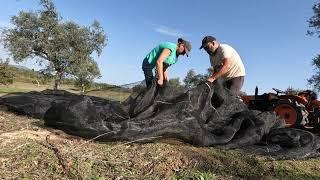 Final 2024 Olive Harvest: A Farewell to the Portuguese Countryside! #hitway