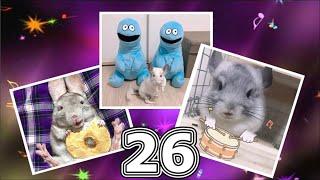 Лучшие приколы про ШИНШИЛЛ! Смешные ШИНШИЛЛЫ! Funny chinchillas#26