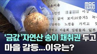 [뉴스리포트] '금값' 자연산 송이 채취권 두고 마을 갈등...이유는? 20230924