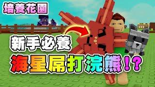 海星超狂bug到離譜！新手必養~開寵格.賣掉都很賺！海星農場成本低~屌打雙帳號浣熊？！ 培養花園 | Roblox Grow A Garden