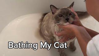 How I Bathe My Ragdoll Cat