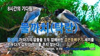 물까치-검은등뻐꾸기 탁란,  4일 간의 영상 (Azure-winged magpie's Brood parasitism) #탁란 #물까치 #검은등뻐꾸기 #이소 #4kvideo