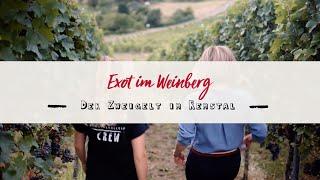 Exot im Weinberg - der Zweigelt im Remstal