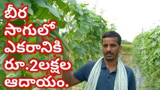 Income from ridge gourd cultivation is Rs. 2 lakhs per acre|beera cultivation|ridgegourd vegitable.